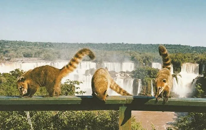 Cataratas del Iguazú 1